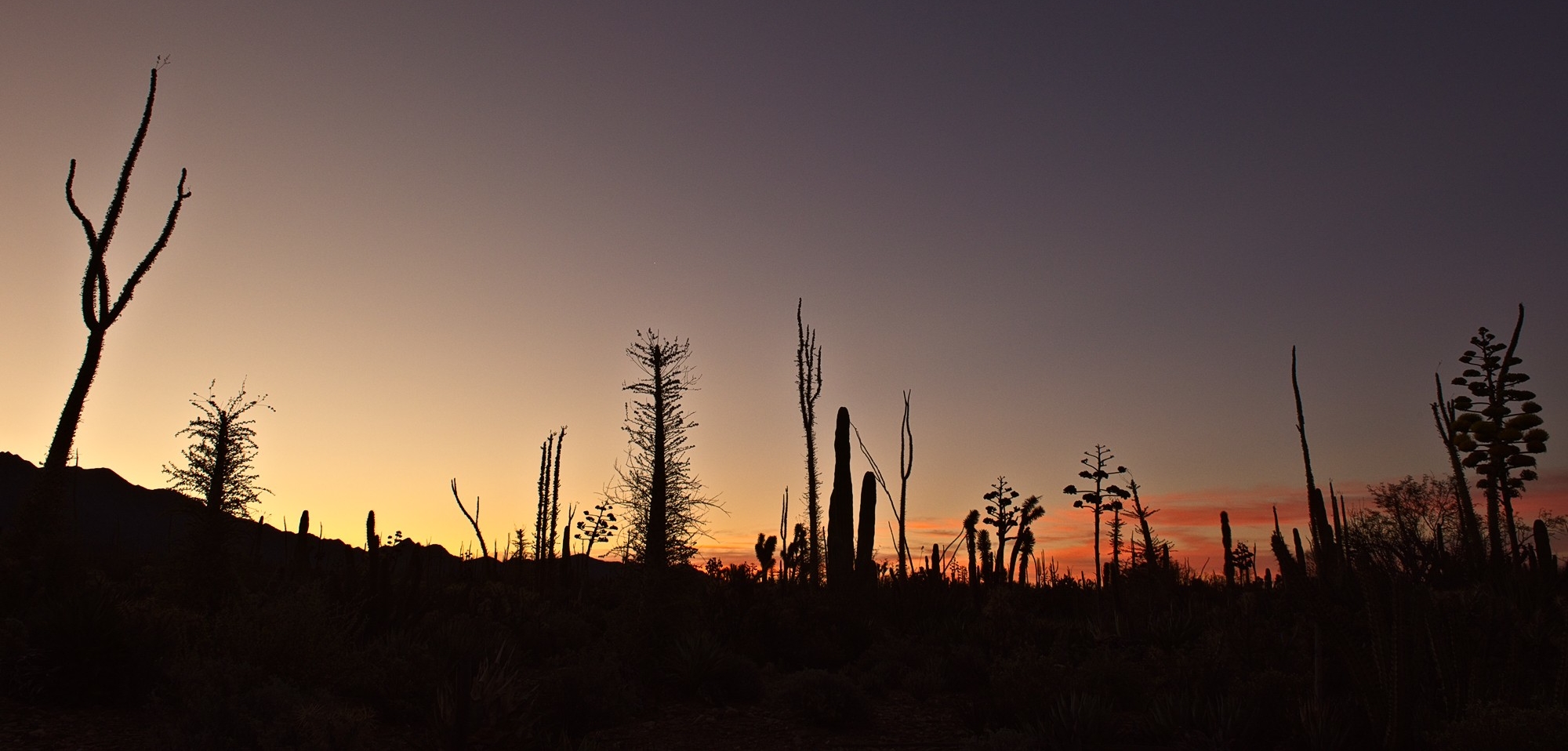 Dawn silhouettes of Boojum trees, cardon, yuccas and agaves, Central Desert, Baja California, MEX