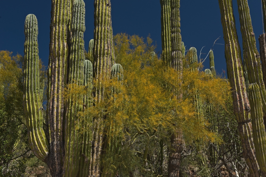Cardon cactus with flowering palo verde, near Mision Santa Gertrudis, Baja California, Mexico