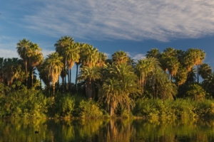 Cultivated date palms and native fan palms, San Ignacio