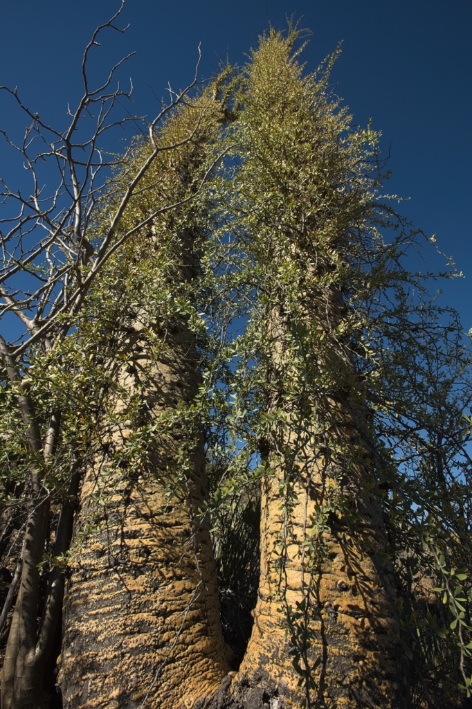 Double Boojum tree, Fouquieria columnaris, Central desert, Baja California, Mexico