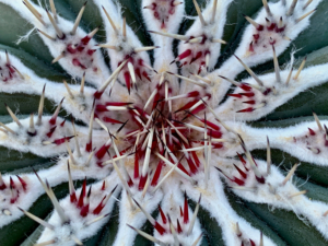 Spines at growing tip of young cardon cactus.