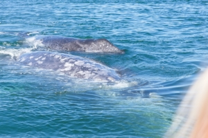 Pacific gray whale, Eschrichtius robustus, with barnacles, Laguna Ojo de Liebre (Scammmon’s lagoon), Baja California Sur, Mexico