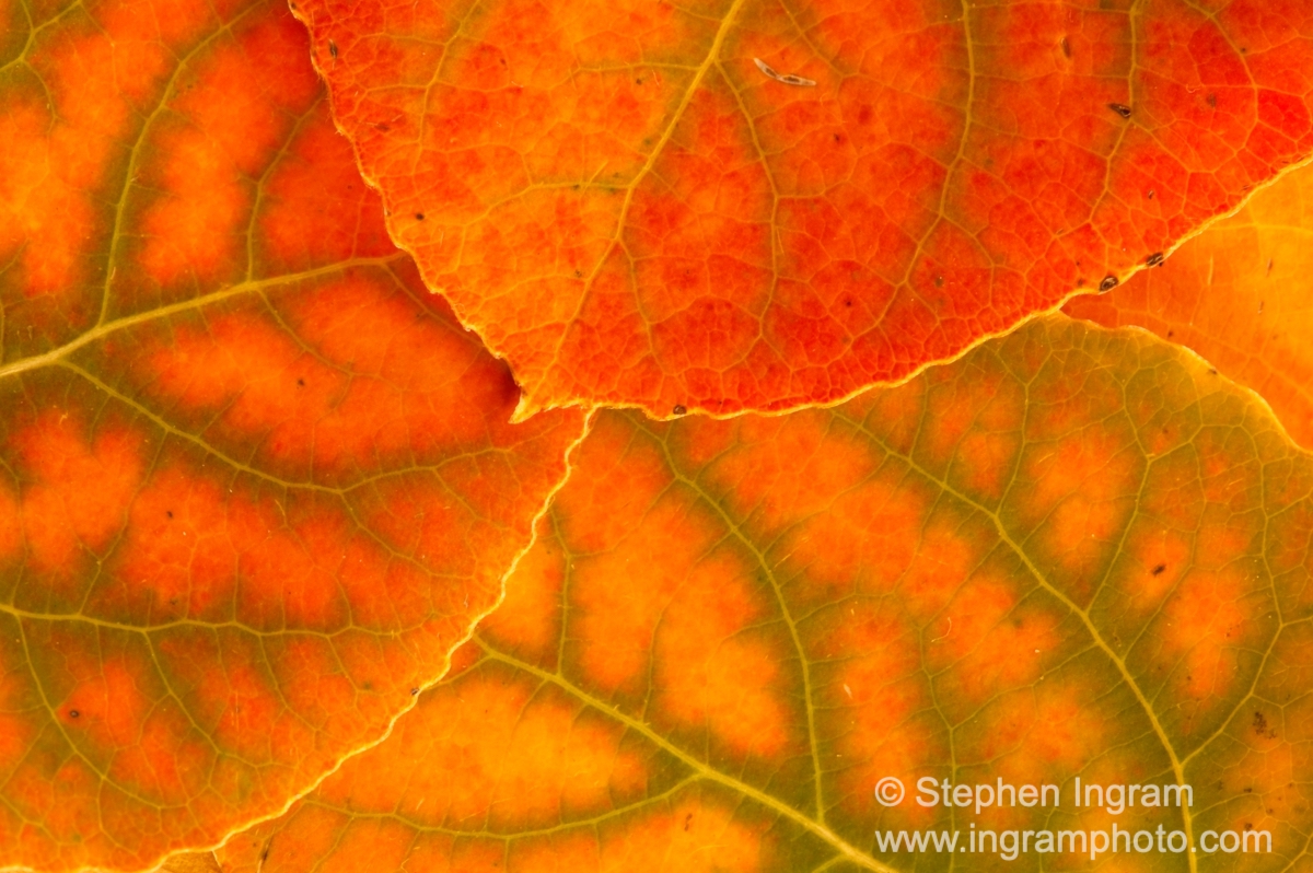 Aspen leaf veins