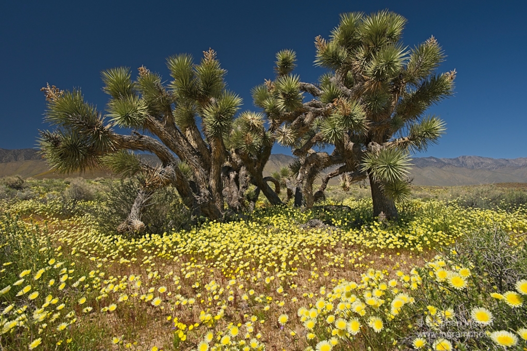 Joshua tree, Yucca brevifolia, with desert dandelion, Malacothrix glabrata, Rose Valley, Inyo Co., CA