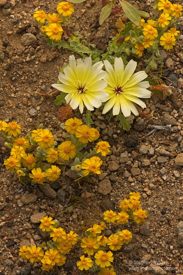 Holy dandelion, Glyptopleura setulosa, with woolly sunflower, Eriophyllum wallacei, Rose Valley, Inyo Co., CA