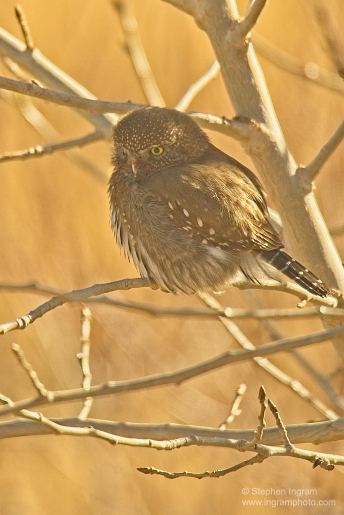 Northern pygmy-owl perched in young cottonwood, Swall Meadows, CA