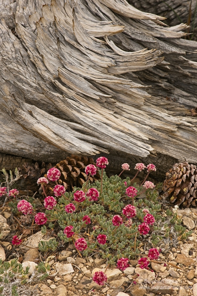 Raspberry buckwheat, Eriogonum gracilipes, Patriarch Grove, Ancient Bristlecone Pine Forest, White Mountains, CA