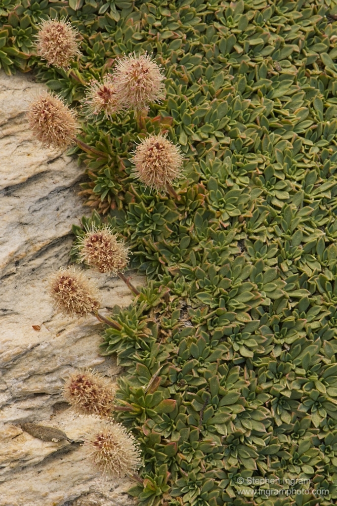 Rock spiraea, Petrohytum caespitosum, Methuselah Trail, Schulman Grove, Ancient Bristlecone Pine Forest, White Mountains, CA