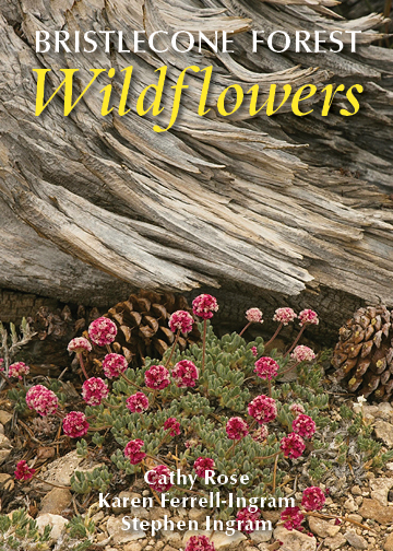 Bristlecone Forest Wildflowers