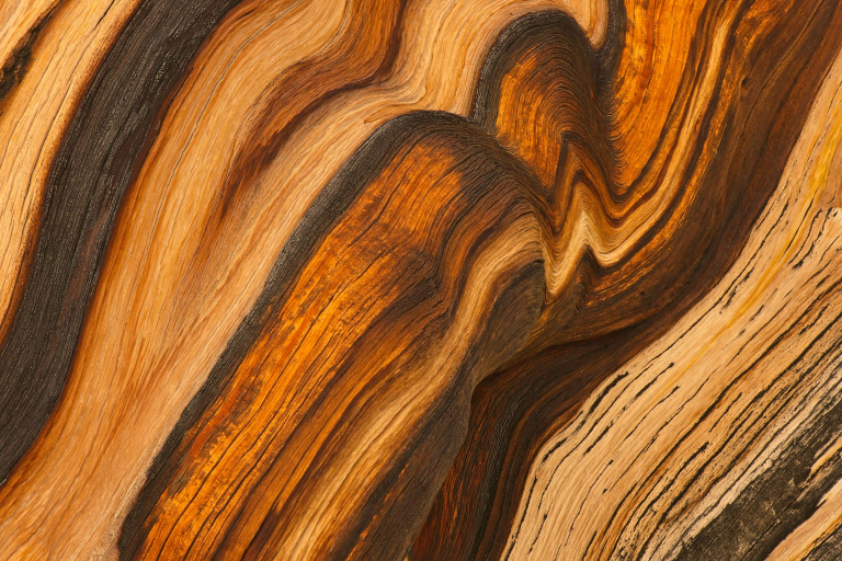 Weathered wood of Great Basin Bristlecone pine, Pinus longaeva, Patriarch Grove, Ancient Bristlecone Pine Forest, Inyo National Forest, White Mountains, CA