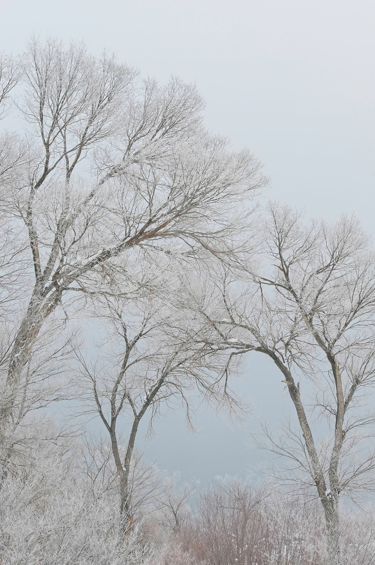 Fremont cottonwood trees in poconip fog, Mono Basic Scenic Area, Inyo National Forest, Eastern Sierra, CA