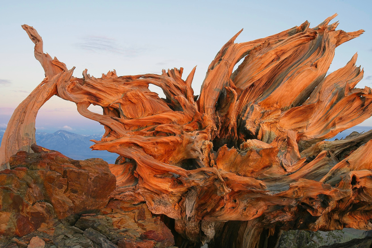 View towards Eastern Sierra, from weathered root mass of Great Basin bristlecone pine, Ancient Bristlecone Pine Forest, White Mountains, CA