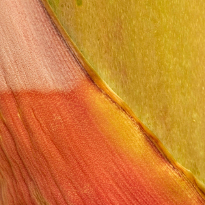 Detail of desert agave flowering stalk, Agave deserti, Anza-Borrego Desert State Park, CA