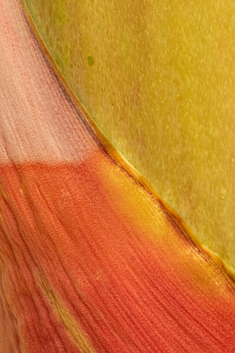 Detail of desert agave flowering stalk, Agave deserti, Anza-Borrego Desert State Park, CA