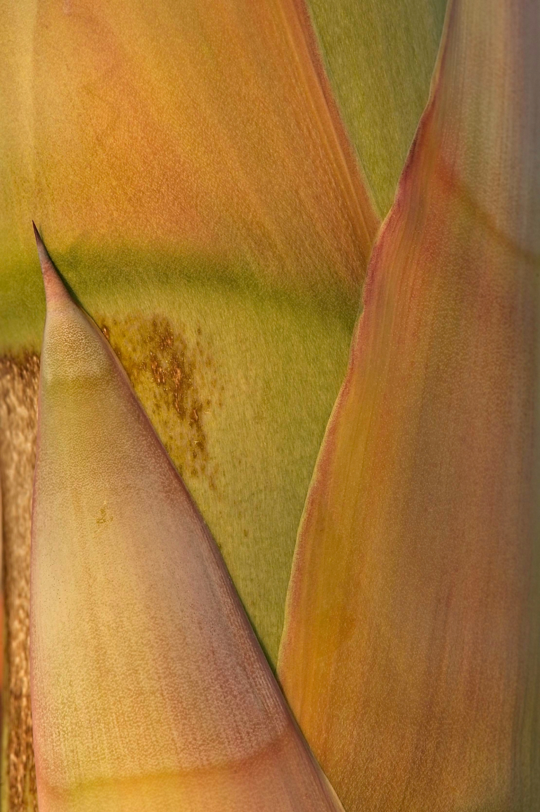 Detail of desert agave flowering stalk, Agave deserti, Anza-Borrego Desert State Park, CA