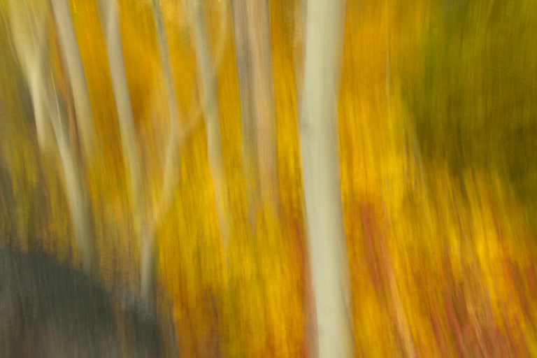 Aspen forest, Rock Creek Canyon, Eastern Sierra, CA