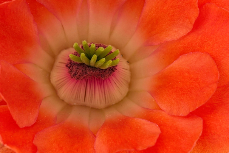 Flower detail of Mojave mound cactus, Echinocereus mojavensis.