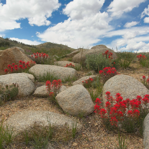 Desert paintbrush, Castilleja chromosa, blooming among granite boulders, Sherwin Hill, Inyo National Forest, Eastern SIerra, CA