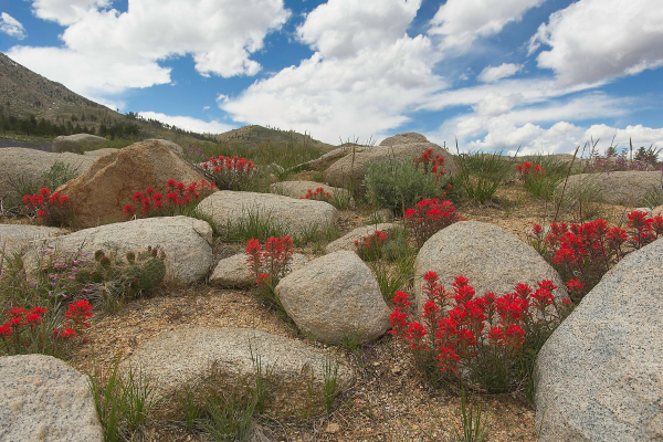 Desert paintbrush, Castilleja chromosa, blooming among granite boulders, Sherwin Hill, Inyo National Forest, Eastern SIerra, CA