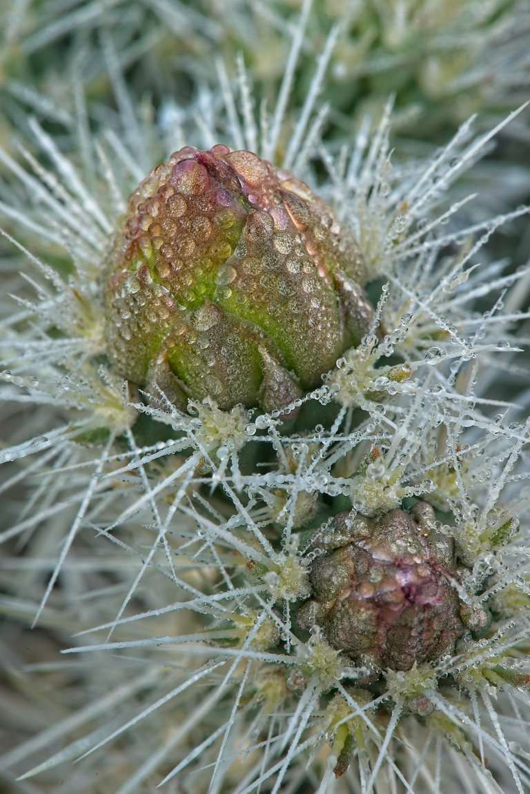 Buds of silver cholla, Cylindropuntia echinocarpa, with raindrops, Joshua Tree National Park, CA