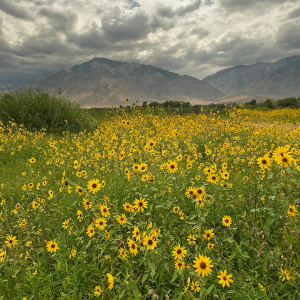 Annual sunflowers bloom in Round Valley while a thunderstorm looms above Mt. Tom, Eastern Sierra, CA