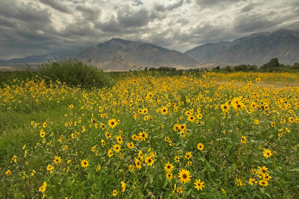 Annual sunflowers bloom in Round Valley while a thunderstorm looms above Mt. Tom, Eastern Sierra, CA