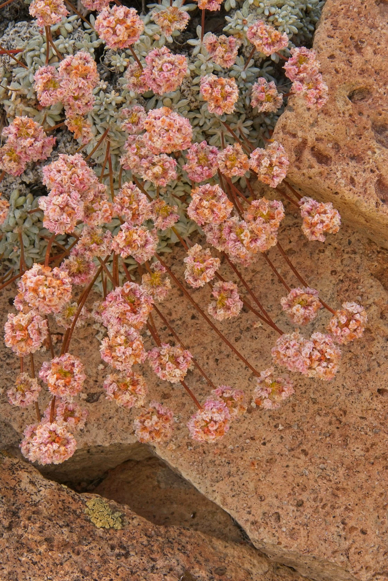 Kennedy wild buckwheat, Eriogonum kennedyi, blooms against Bishop tuff, Sherwin Hill, Eastern Sierra, CA