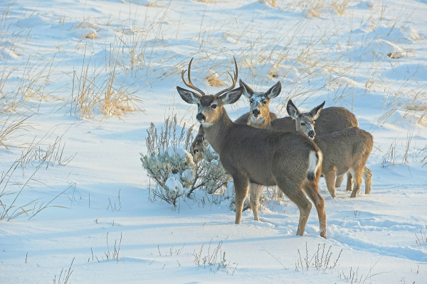 Four mule deer surround a sagebrush after a snowstorm, Swall Meadows, CA