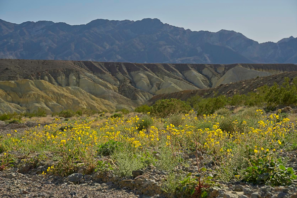 Suncups at Hole-in-the-Wall, Death Valley National Park, CA