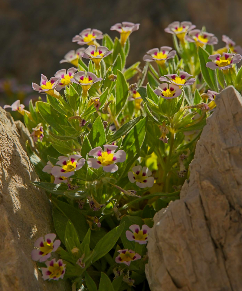 Death Valley monkey flower, Diplacus rupicola, Last Chance Range.