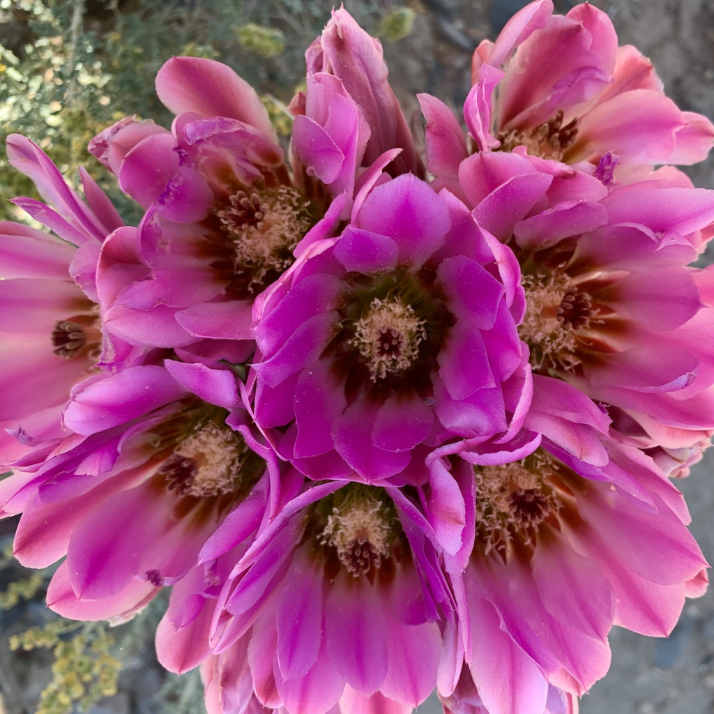 Mojave fishhook cactus flowers, Sclerocactus polyancistrus, Racetrack Valley, Death Valley NP