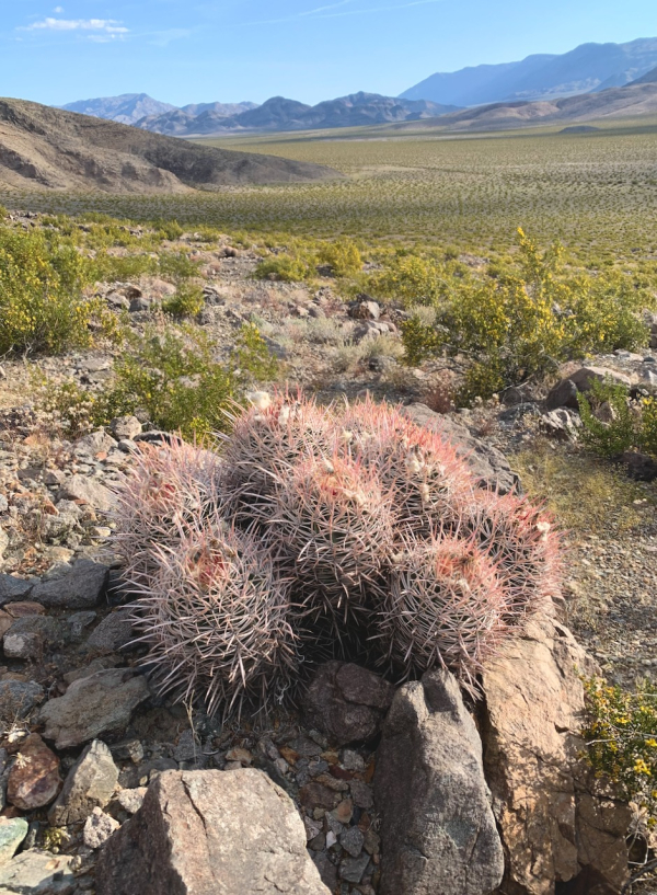 Cottontop/clustered barrel cactus, Homalocephala polycephala polycephala, near the Racetrack, Death Valley NP.
