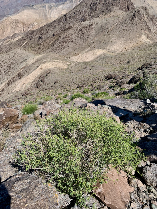 July gold, Dedeckera eurekensis, Ubehebe Peak, Death Valley NP