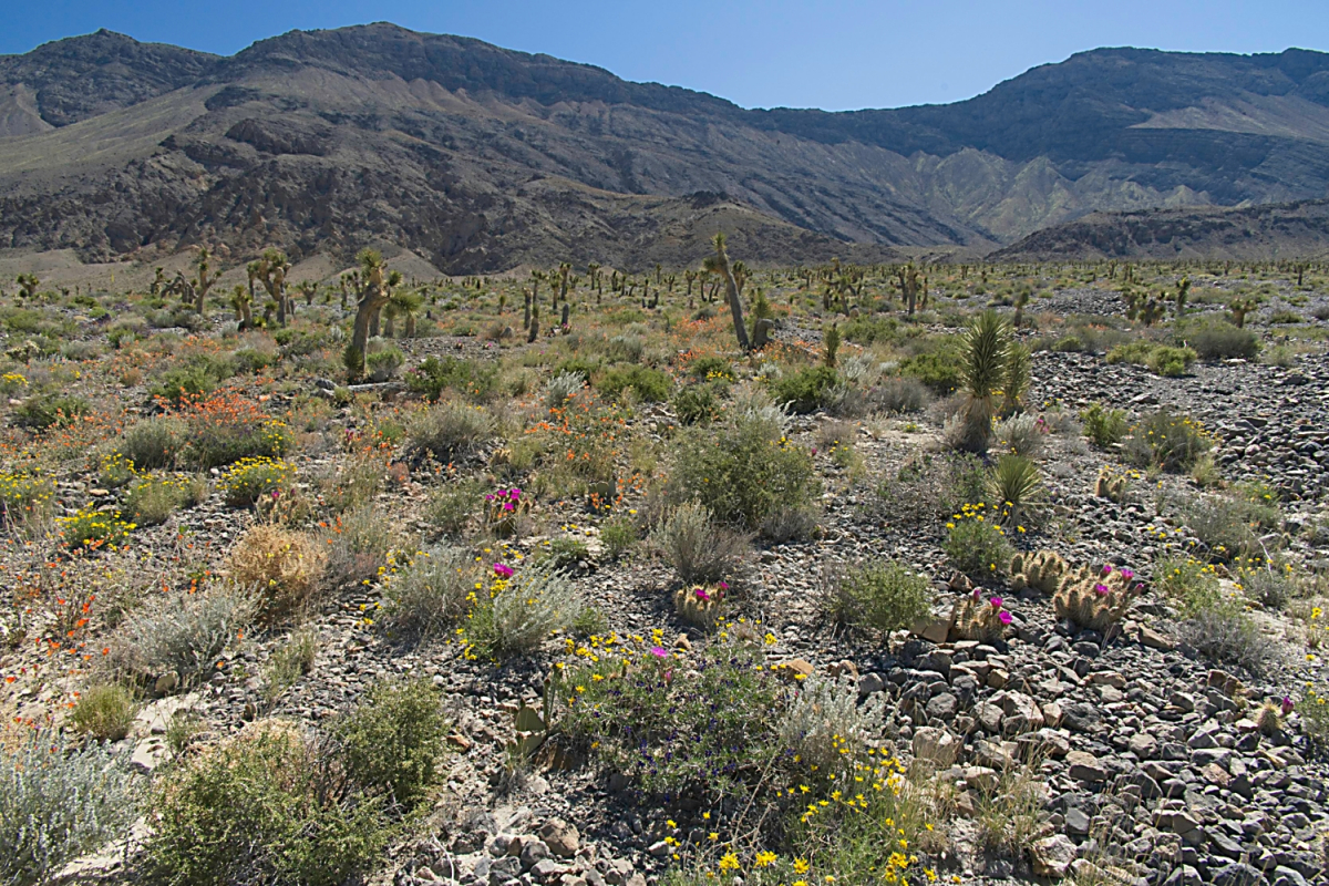 Mojave Desert bloom near Teakettle Junction, Death Valley NP