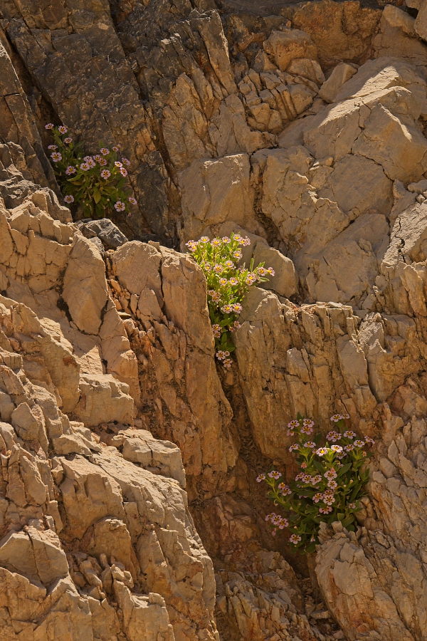 Monkeyflower Wall, Last Chance Range, Death Valley NP.