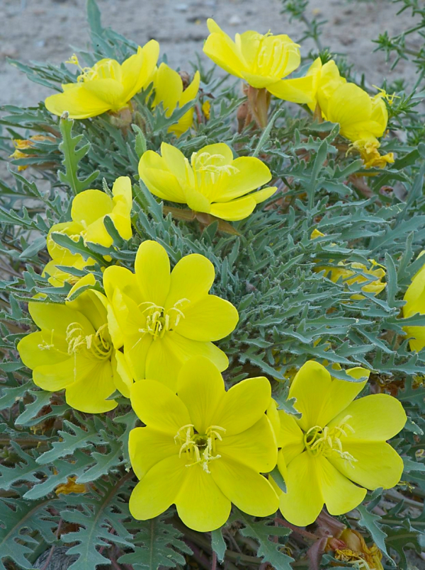Large yellow desert primrose, Oenothera primiveris bufonis, Homestake CG, Death Valley NP