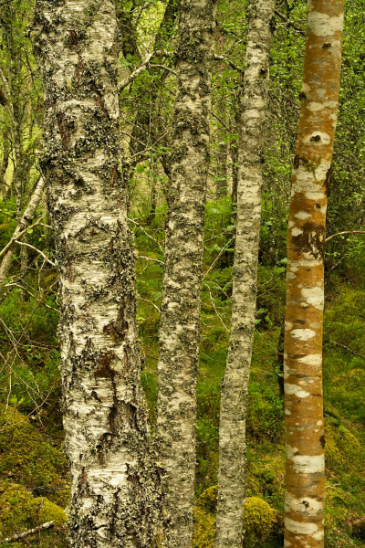 Downy birch trunks, Glen Affric