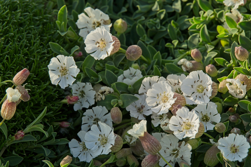 Sea campion, Silene uniflora, west coast of Mainland, Orkney Islands.