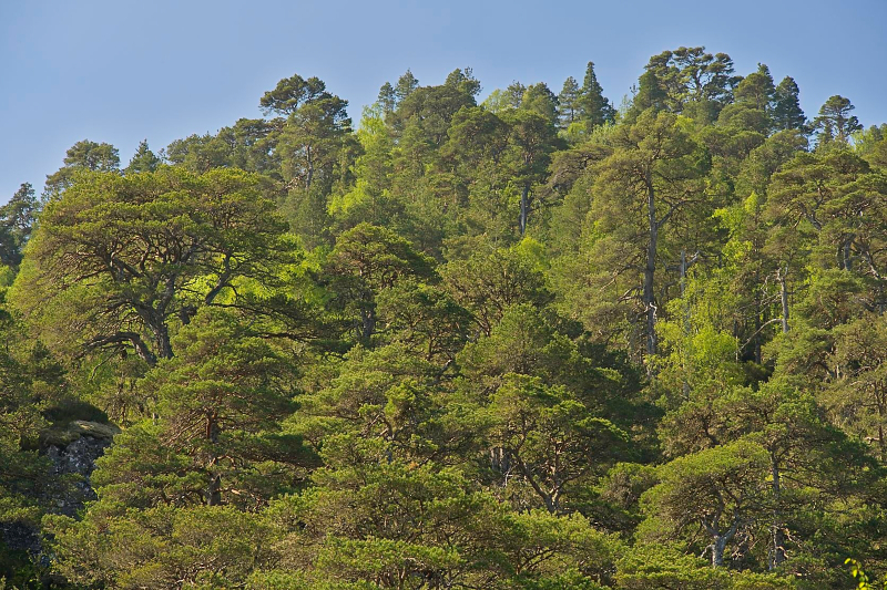 Caledonian Forest of Scots pine, birch, and others, Glen Affric