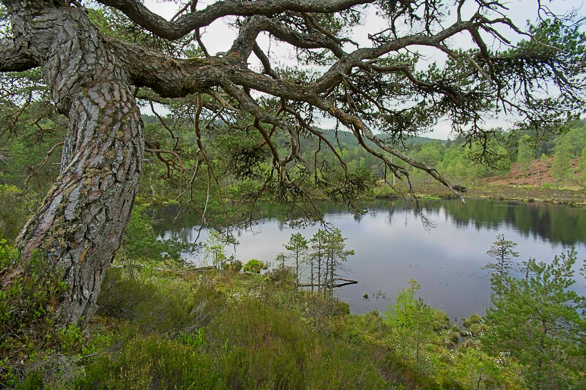 Loch Claire below ancient Scots pine, Glen Affric