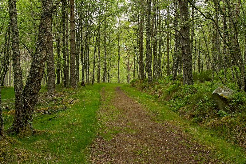 Forest of pines and birches along Dog Loop Trail, Glen Affric
