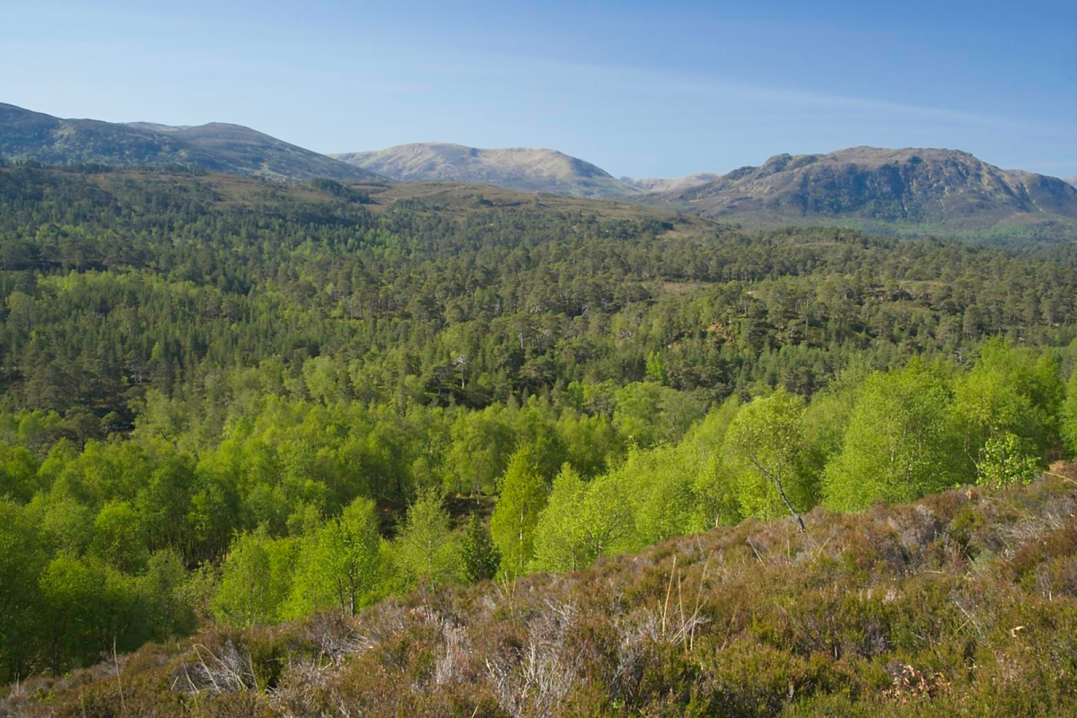 Caledonian Forest overlook, Glen Affric