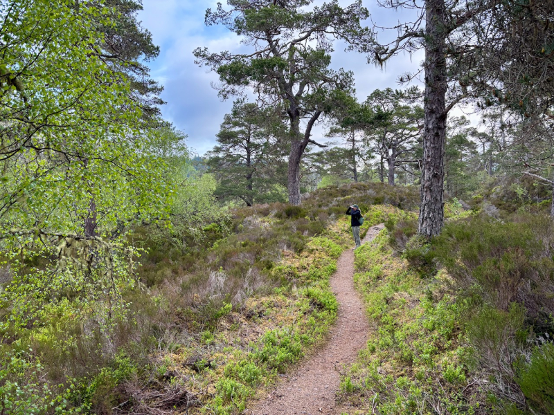 Karen watching a common redstart from the trail near Loch Claire, Glen Affric