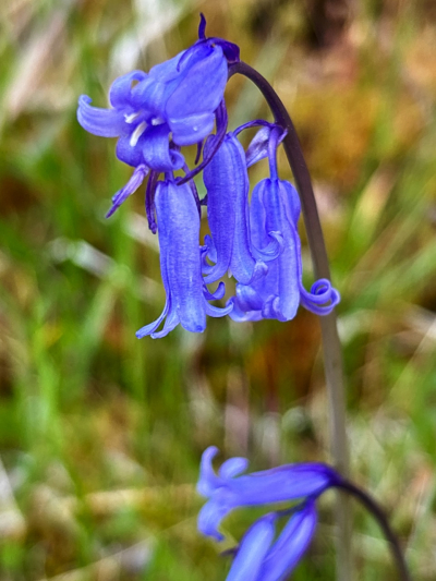 Bluebells near Dog Falls, Glen Affric