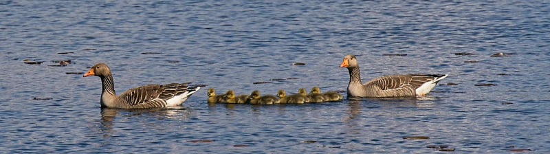 A family of Graylag geese on Loch Mallichie.