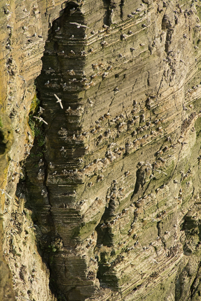 Nesting black-legged kittiwakes, guillemots, and razorbills at Marwick Head RSPB Reserve.