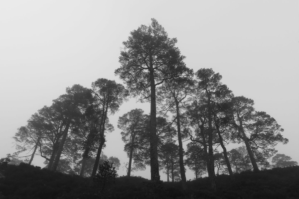 A stand of Scots pines in the fog, Glen Affric.
